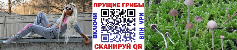 Псилоцибиновые грибы мицелий  Сочи 